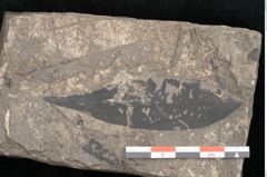 Foto (Detailansicht) von Cassia phaseolites Unger (NHMW-GEO-2024-0188-8045)